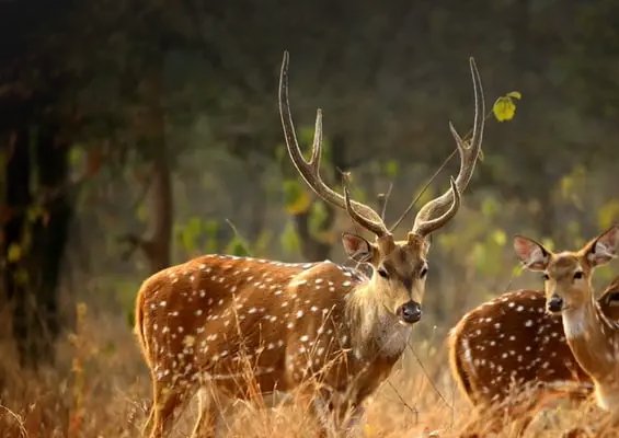 Kanchula Korak Musk Deer Sanctuary
