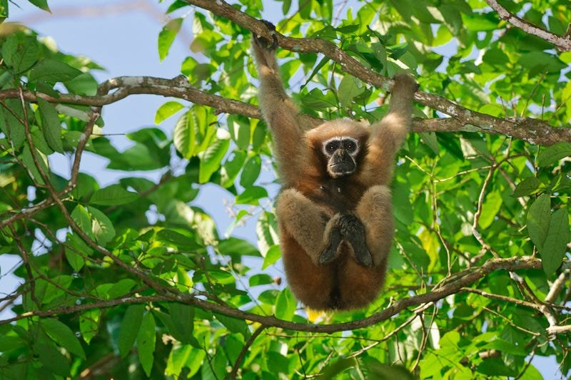 Hoollongapar Gibbon Wildlife Sanctuary