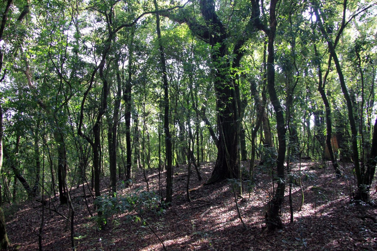 Mawlynnong Sacred Forest